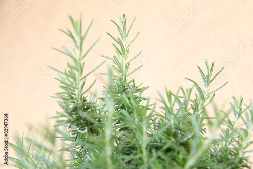 Aromatic rosemary plant