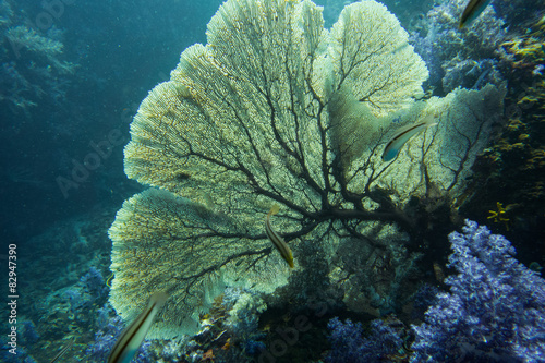 Underwater photography of gorgon photo