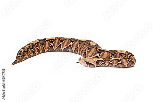 Gaboon Viper Snake With Tongue Out