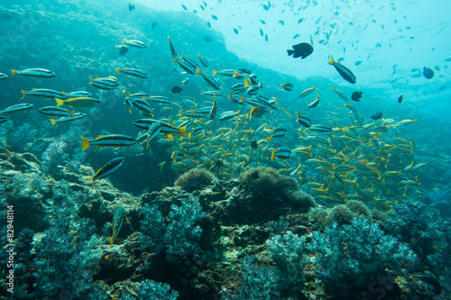 Fototapeta Naklejka Na Ścianę i Meble -  Underwater photography of a shoal of fish