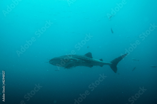 Whale shark © Krofoto