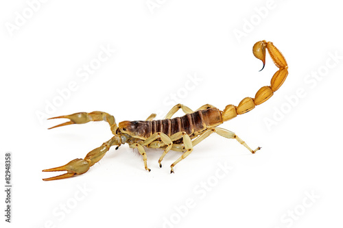 Giant Desert Hairy Scorpion Profile