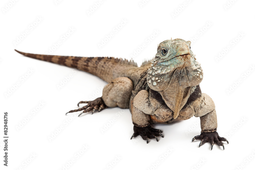 Fototapeta premium Grand Cayman Blue Iguana Isolated on White