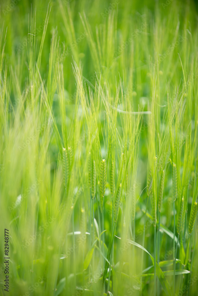 Naklejka premium ムギ