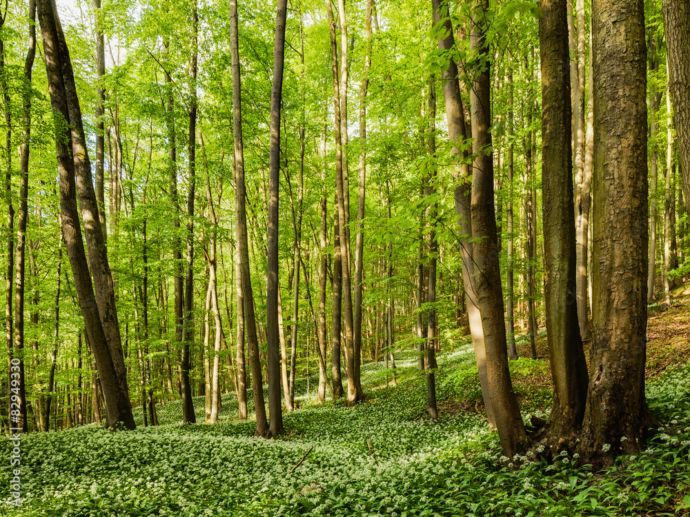 Fresh green Spring Forest in Franconia, Germany