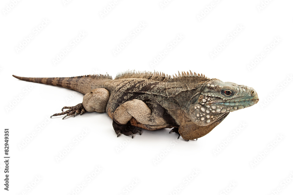 Naklejka premium Grand Cayman Blue Iguana Profile