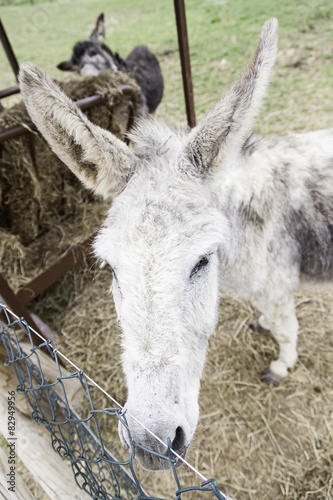 Greyish donkey © celiafoto
