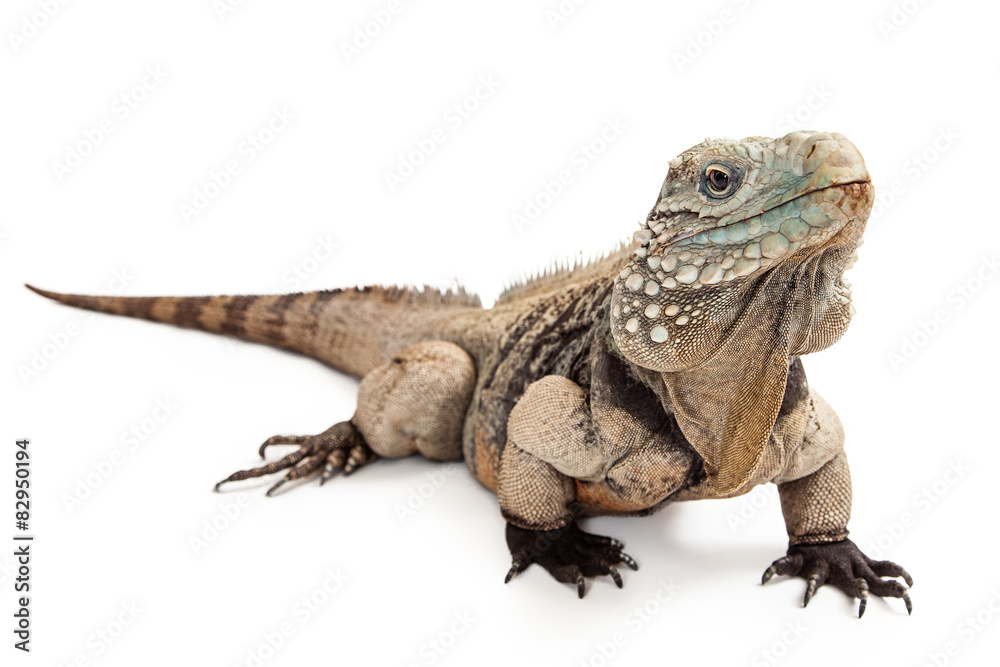 Naklejka premium Grand Cayman Blue Iguana Walking to Side