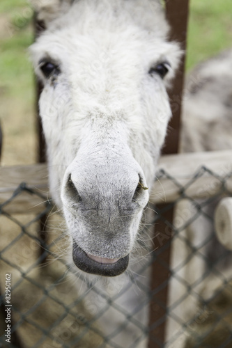 Donkey looking