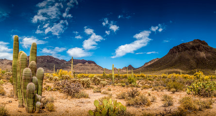 Poster Woestijnlandschap Rotsformaties in Arizona woestijn  © jon manjeot