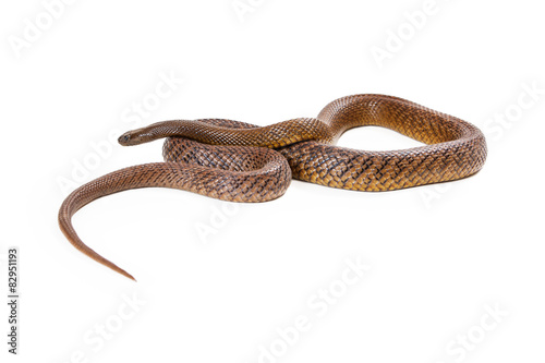 Inland Taipan Snake Coiled Up