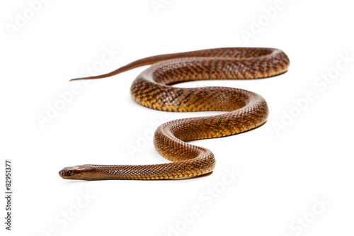 Inland Taipan Snake Isolated on White