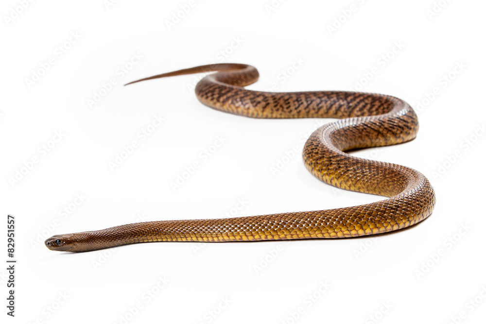 Inland Taipan Snake Moving Forward Inland Taipan Snake Moving Forward