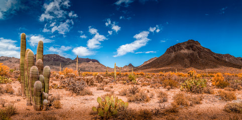 Poster Woestijnlandschap Arizona woestijnlandschap met cactussen  © jon manjeot