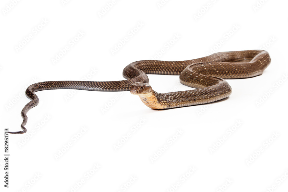 King Cobra Snake Laying on White King Cobra Snake Laying on White