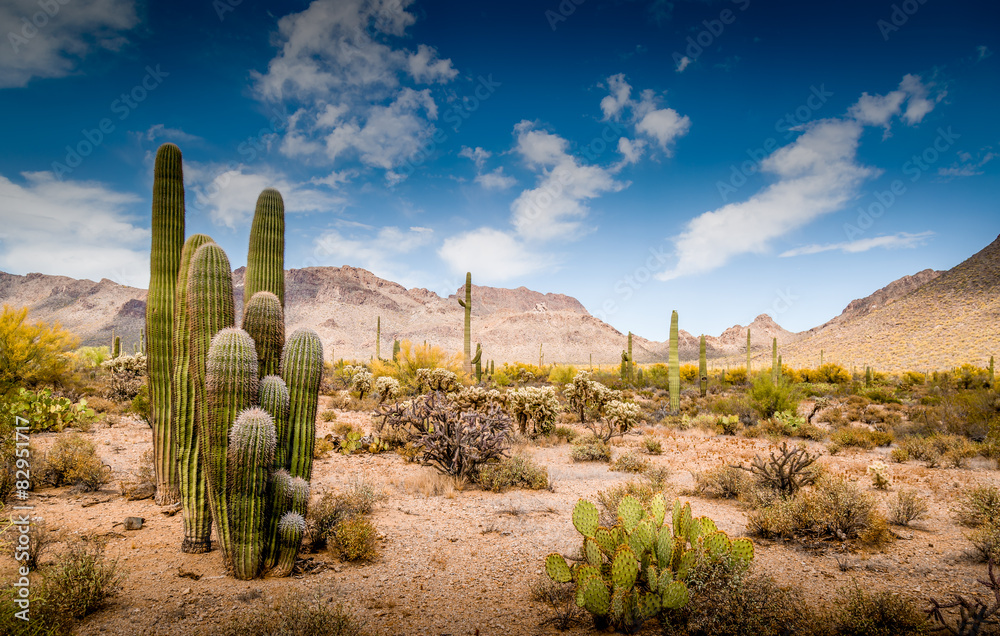 Arizona Desert Ladscape - obrazy, fototapety, plakaty 