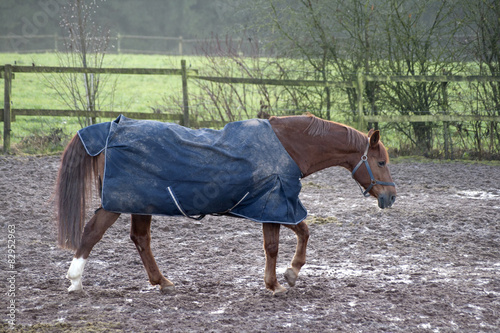 Pferd mit Regendecke bei schlechtem Wetter als Schutz photo