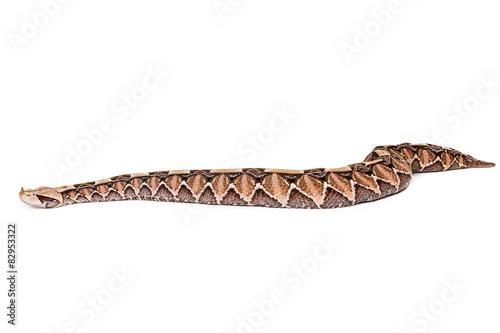 Large Viper Snake Side View