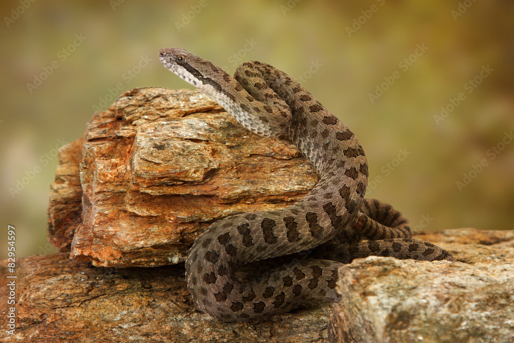 Obraz premium Twin-Spotted Rattlesnake on Desert Rocks