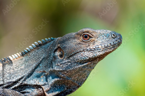 Iguana in Costa Rica © StereoVision