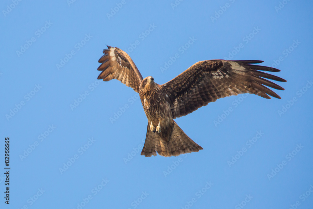 Fototapeta premium Black Kite flying in blue sky