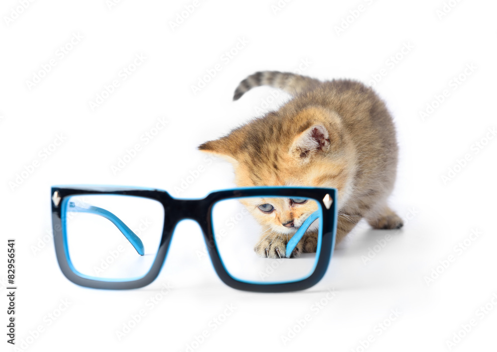 Kitten and glasses on white background