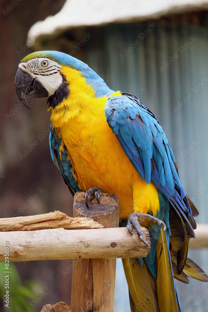Obraz premium macaw parrot