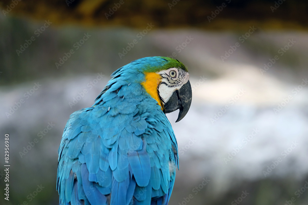  macaw parrot