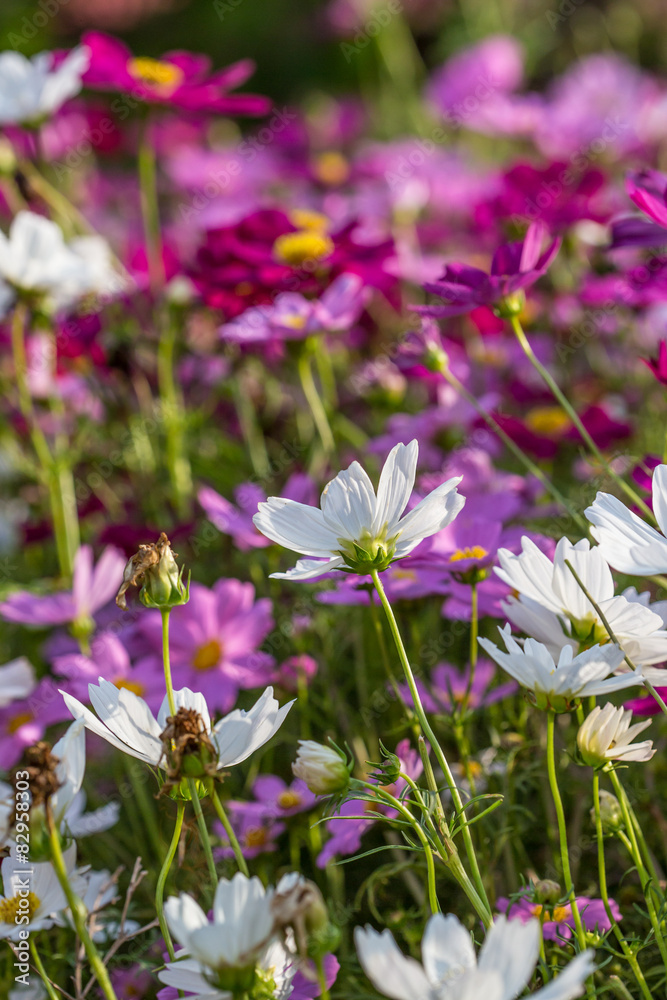 Floral background Floral background