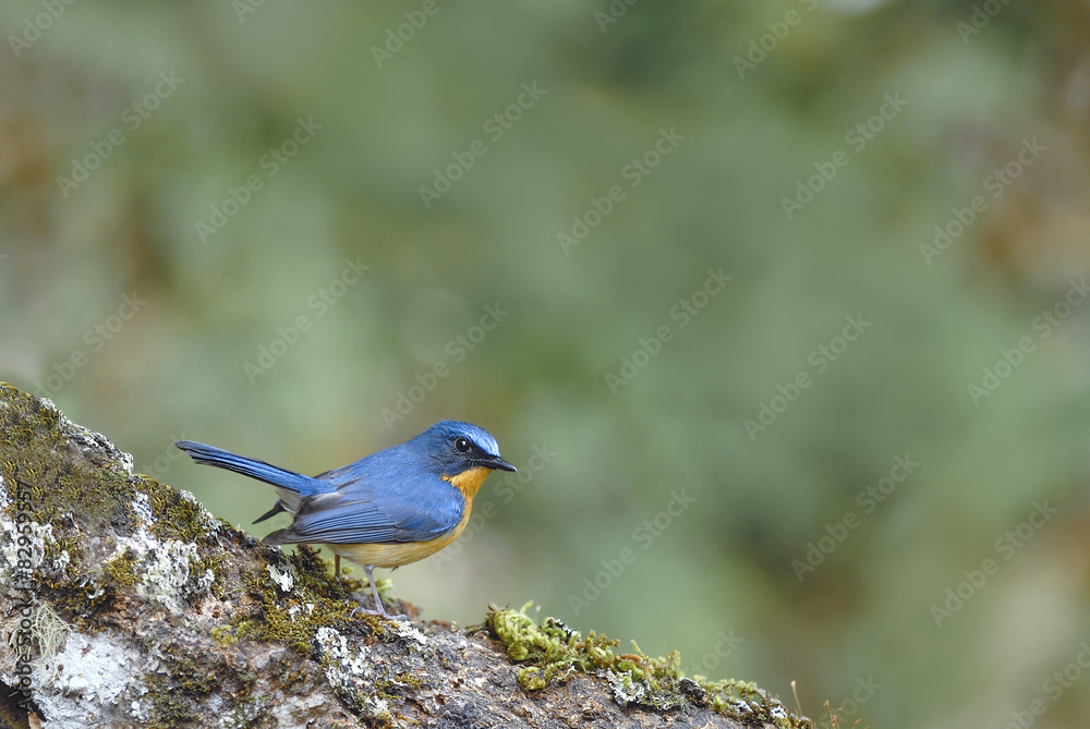 Beautiful bird (hill blue flycatcher) perching on log
