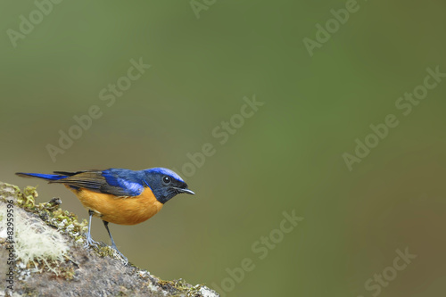 Vivid Niltava Beautiful bird perching on timber photo