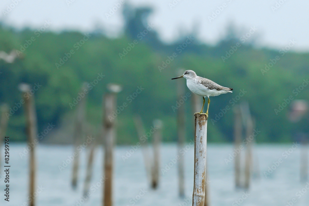 Bird (Nordmann's Greenshank) perching on pole for background Bird (Nordmann's Greenshank) perching on pole for background