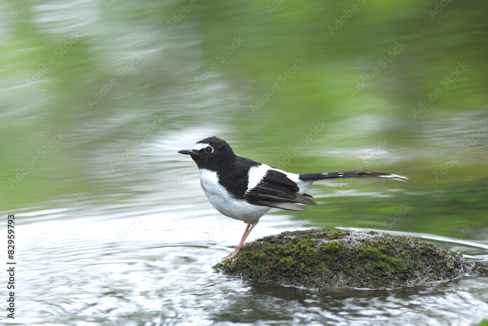 Bird (black-backed Forktail) perching on stone for background Bird (black-backed Forktail) perching on stone for background