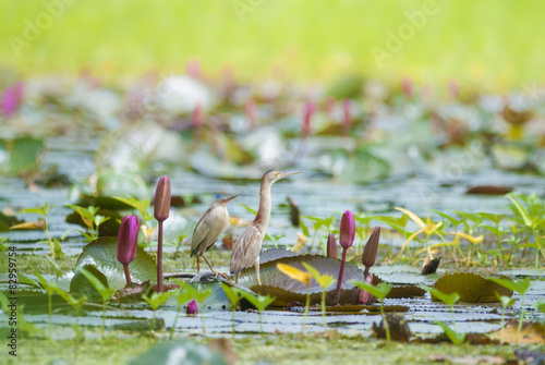 Bird (Yellow Bittern(Ixobrychus sinensis)) and juvenile bird
