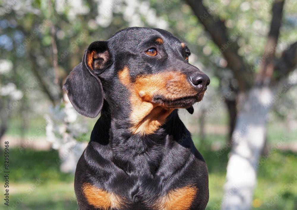 Portrait of small black dachshund on natural background