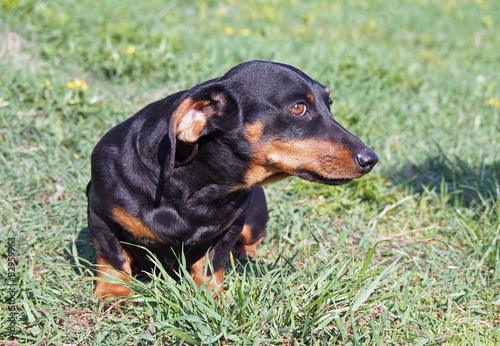 Portrait of small black dachshund on natural green background photo