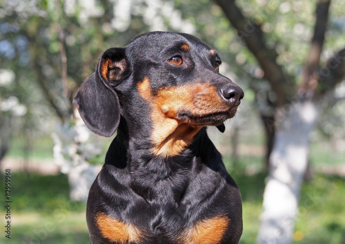 Portrait of small black dachshund on natural background