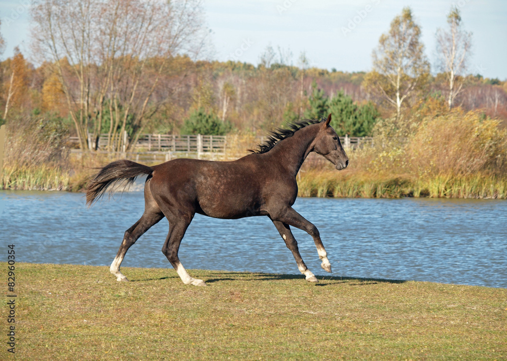 A young brown stallion gallops on a lakeshore A young brown stallion gallops on a lakeshore