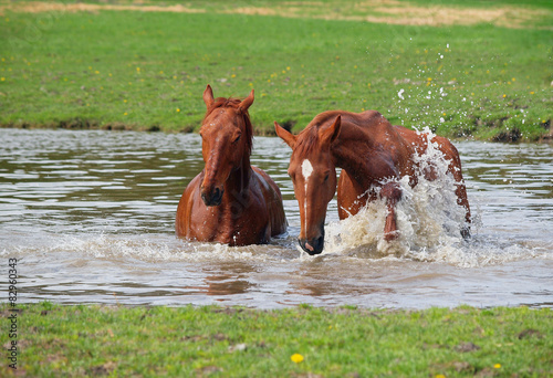 Two horse of chestnut color bath in a lake