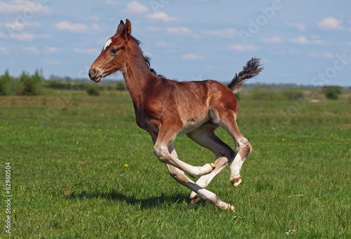 Canvas Print A bay little foal  gallops along on a spring meadow