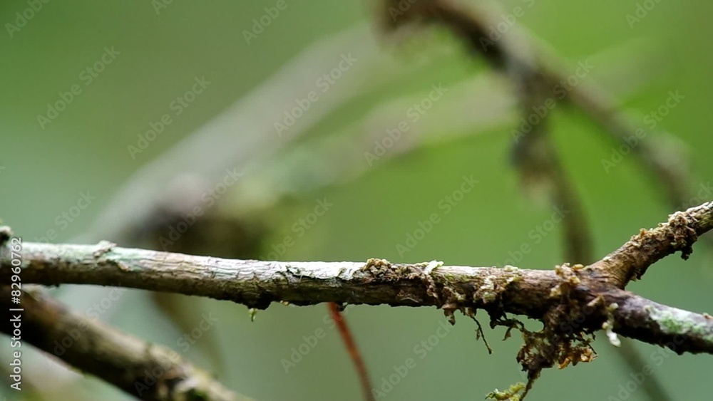 leech is crawling on the twig in the tropical rain forest leech is crawling on the twig in the tropical rain forest