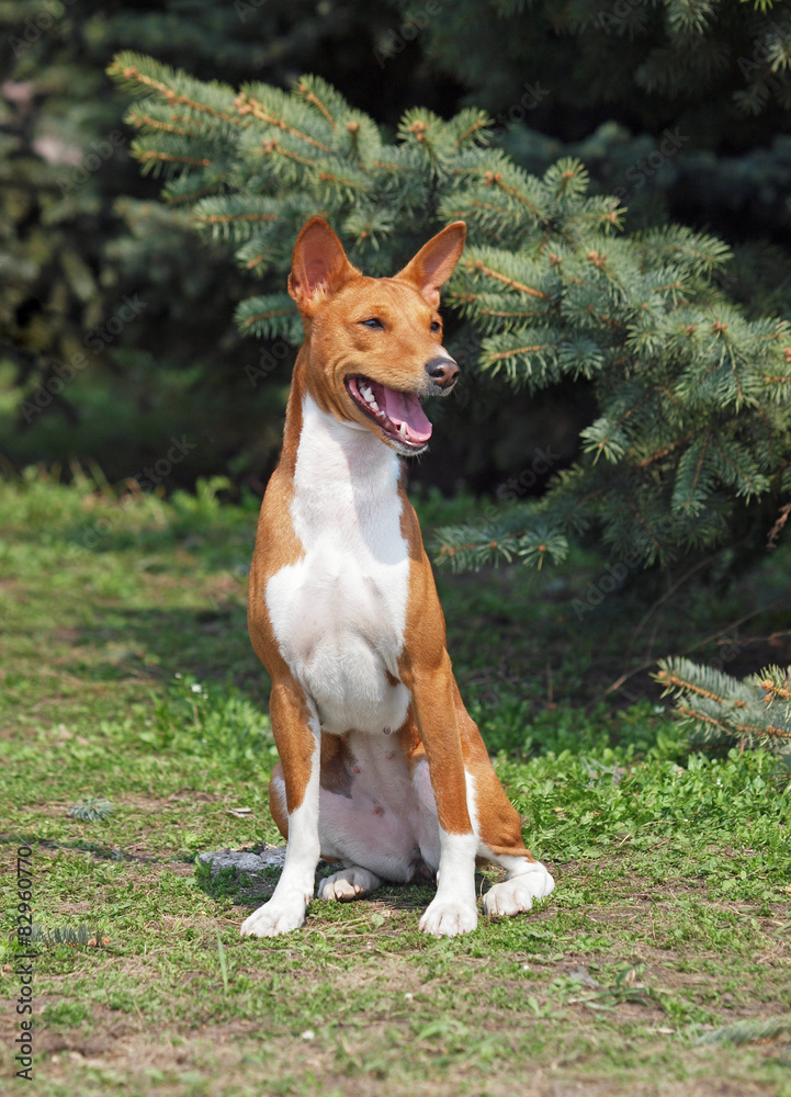 Basenji dog sitting on a green lawn