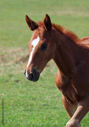 Portrait of  chestnut  foal on a natural green background