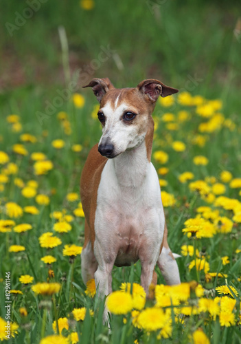 Portrait of nice italian greyhound on green spring lawn 