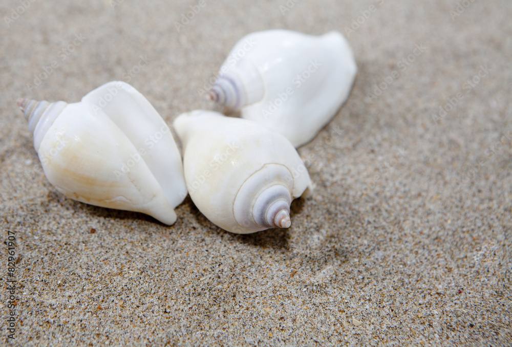 coquillages dans le sable fin coquillages dans le sable fin