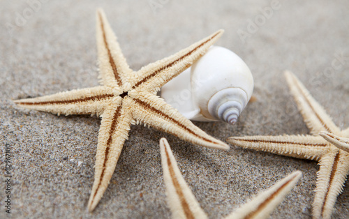 étoiles de mer et coquillage sur plage de sable