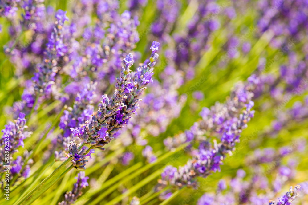Fototapeta premium Beautiful lavender fields of Provence, France in July
