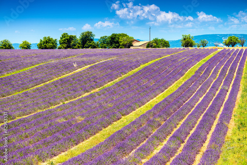 Fototapeta Naklejka Na Ścianę i Meble -  Lavender, summer in Provence, France