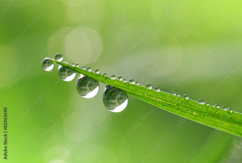 Natural green background with dew drops on grass
Natural green background with dew drops on grass