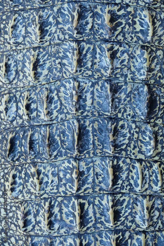 Fototapeta premium Crocodile skin texture